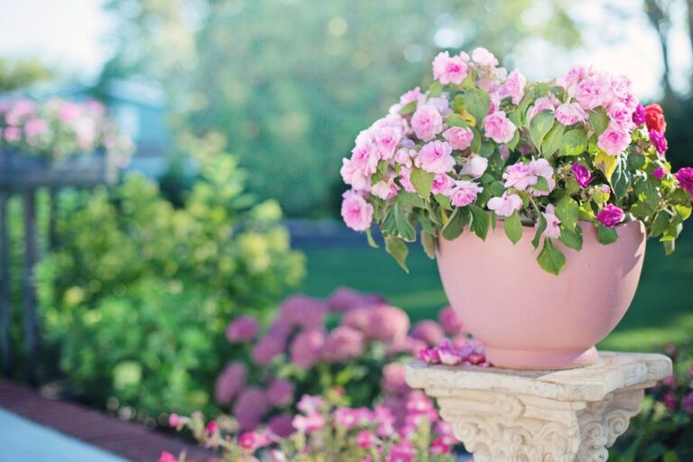 Pink flowers blooming in a clay pot outdoors, surrounded by greenery and sunlight. Stock Photo.