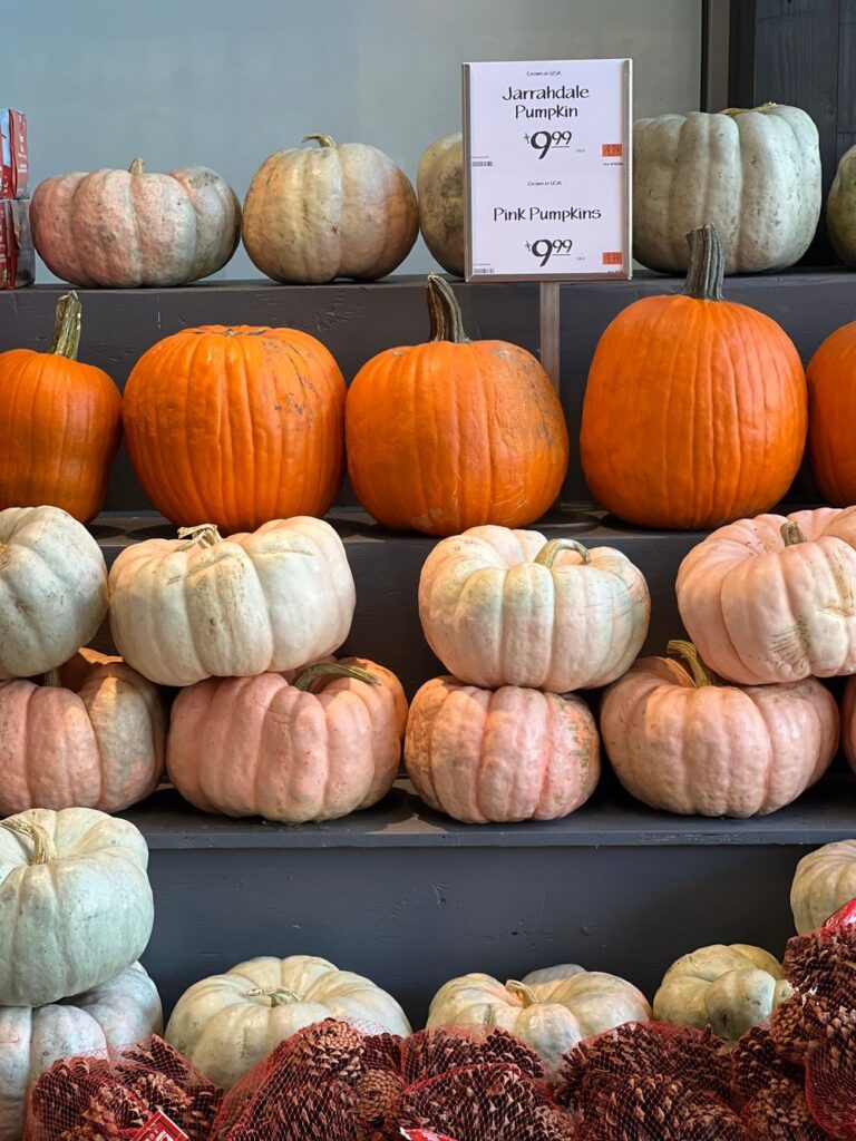 Vibrant array of Orange, Jarradale, and Pink pumpkins perfect for autumn decorations. Stock Photo.