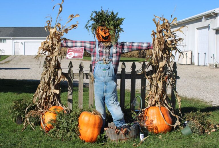 Classic scarecrow with a pumpkin head standing among pumpkins and cornstalks