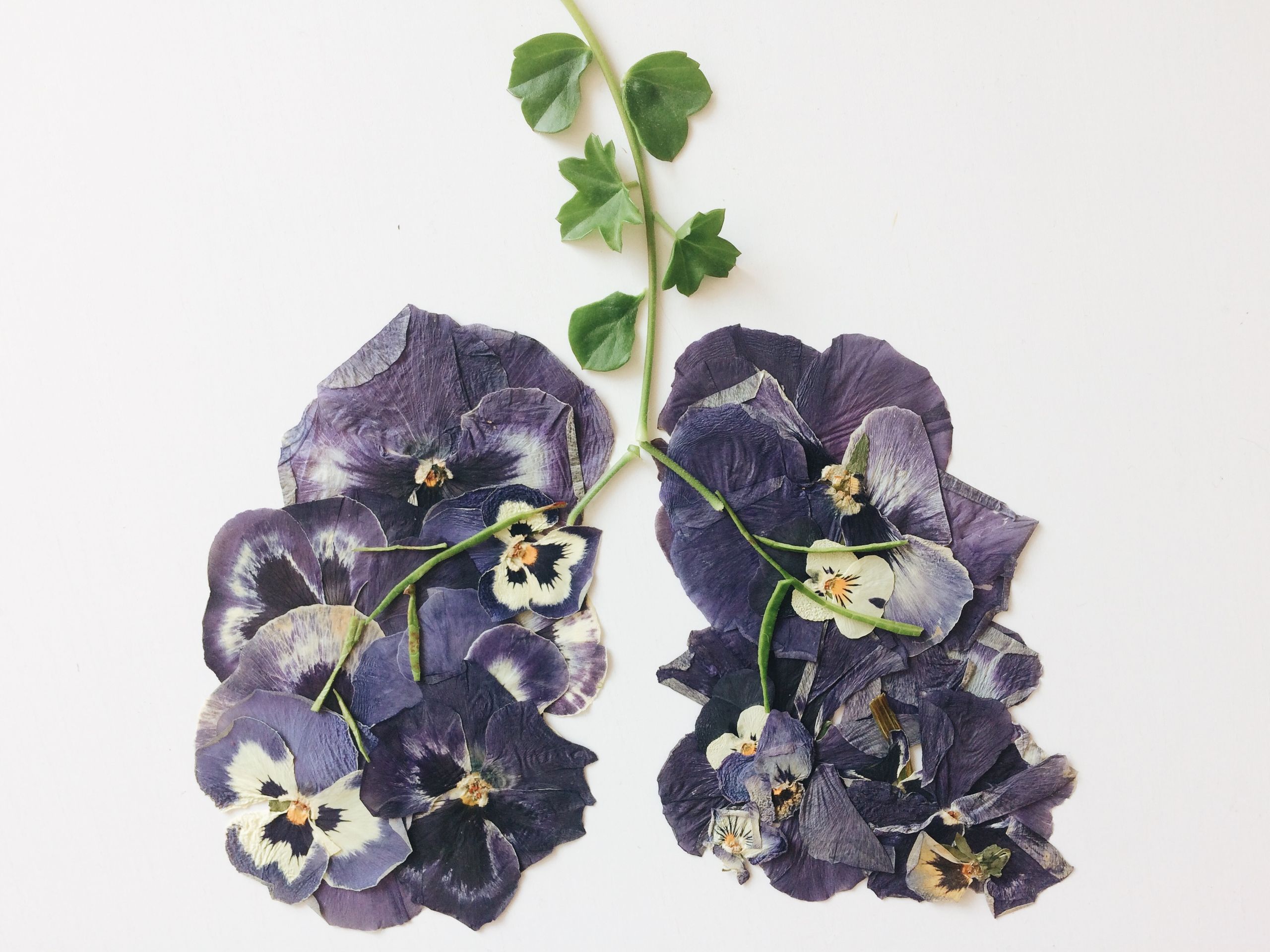 Pressed purple pansy flowers and green leaves arranged artistically on a white surface, showcasing delicate floral beauty.