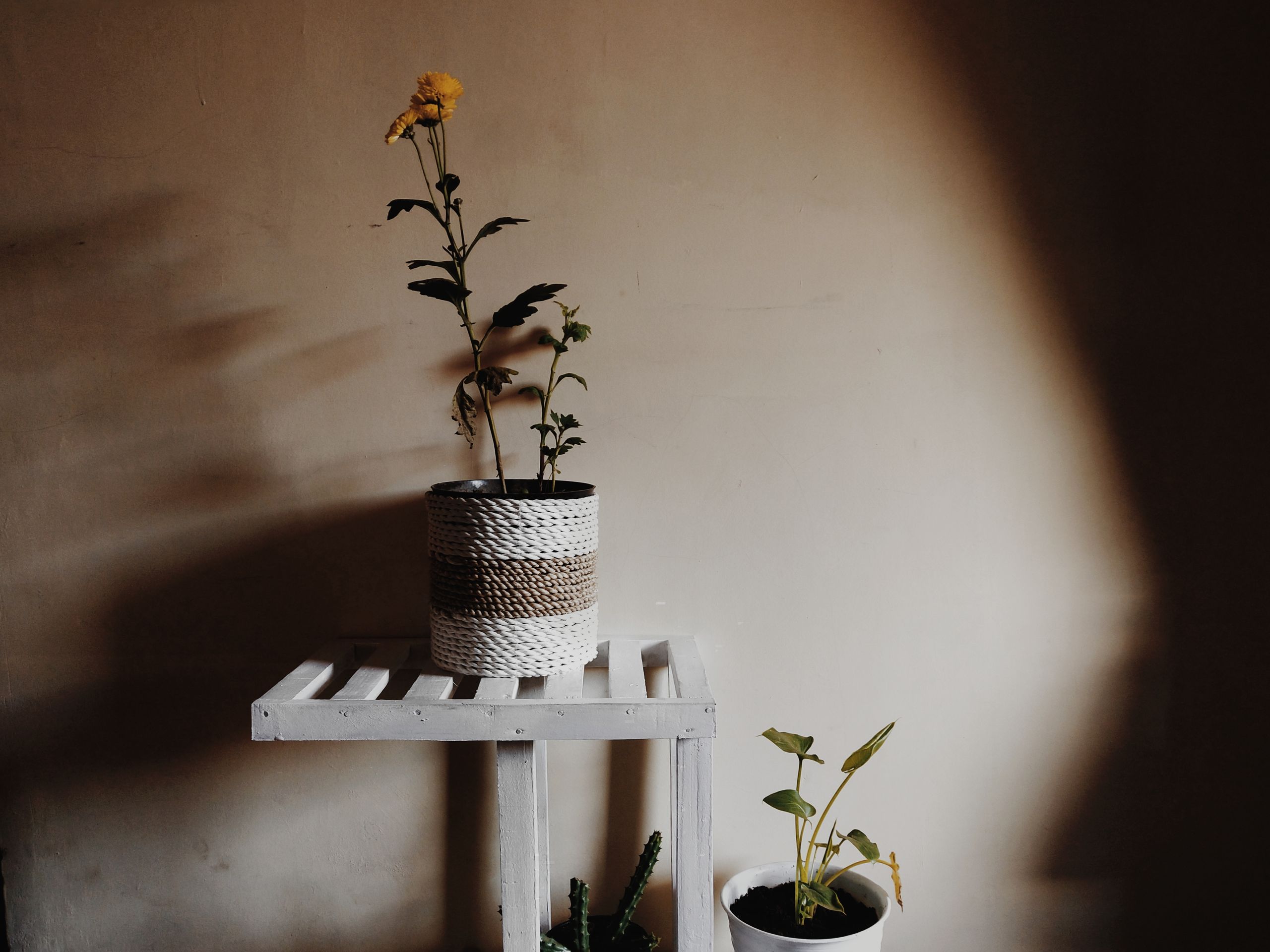 Rustic indoor setup featuring potted plants on a white wooden stand with soft lighting.